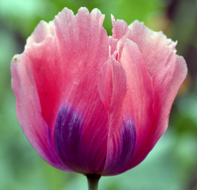 Early morning Closeup