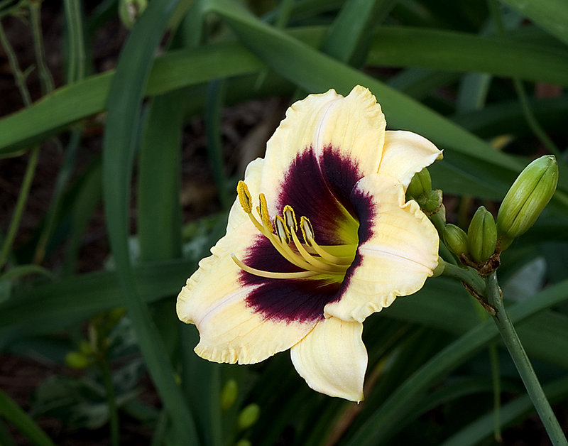 Yellow Blossom