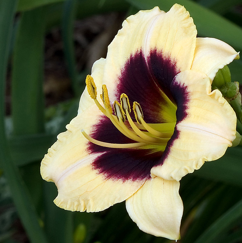 Yellow Blossom Closeup