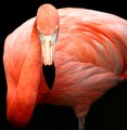 pink flamingo
