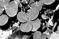 Clover