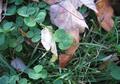 Two lucky clovers