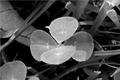 Faith Hope Love & Luck