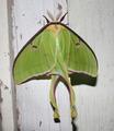 Luna Moth