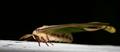 Luna Moth