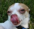 Look I Can Touch My Tongue to My Nose!
