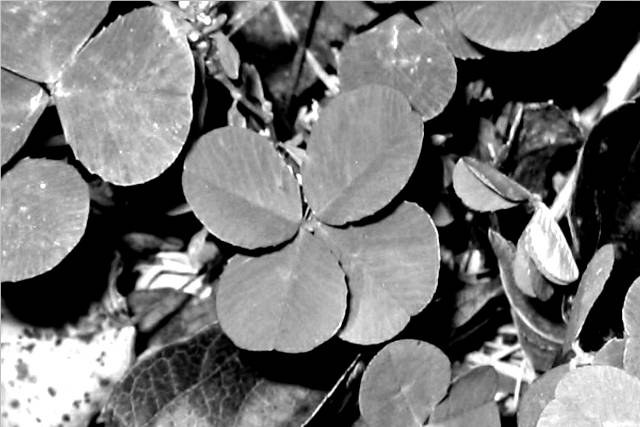 Clover