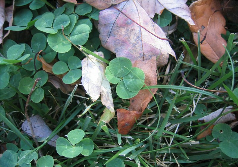 Two lucky clovers