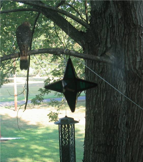 Good way to get rid of squirrels