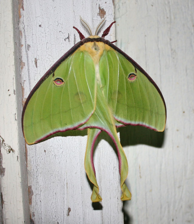 Luna Moth
