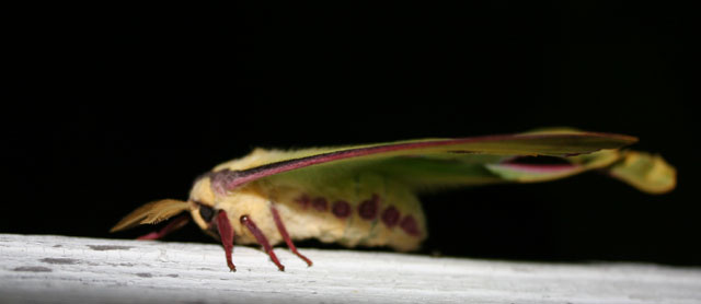 Luna Moth
