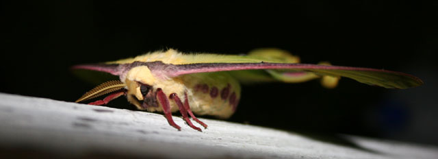 Luna Moth