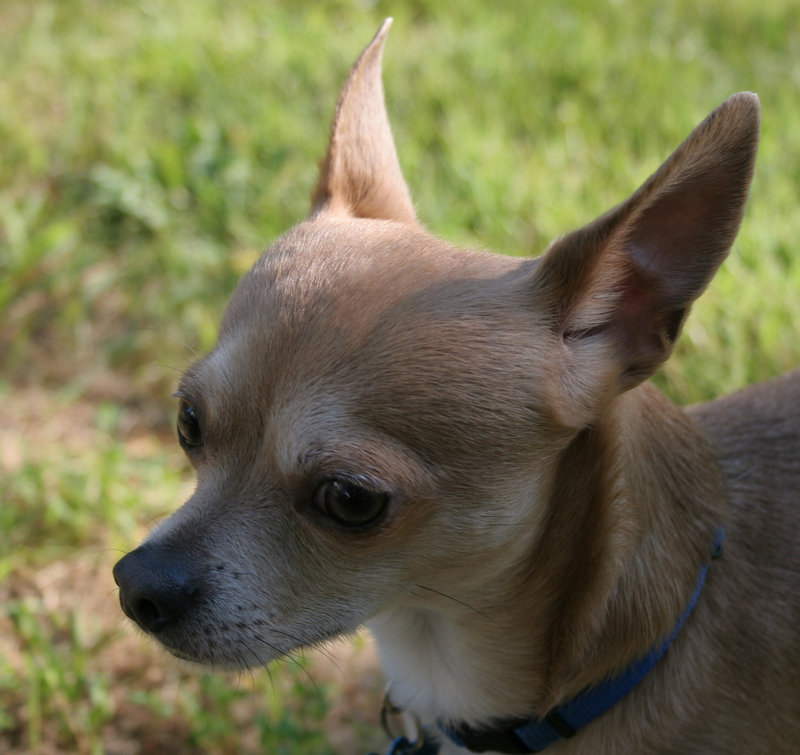 Cisco