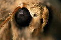patterns of a fly #1