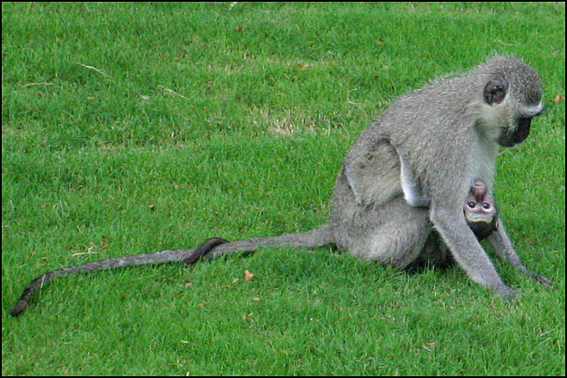 monkey2.jpg