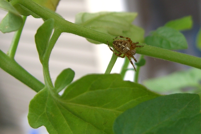 Spider1.jpg