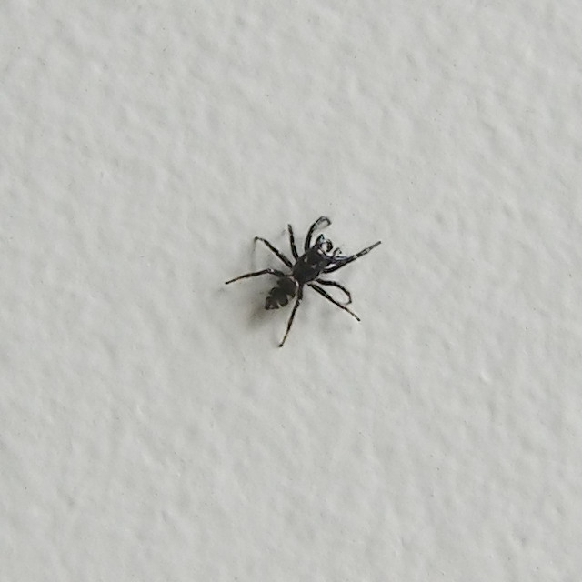 spider.JPG