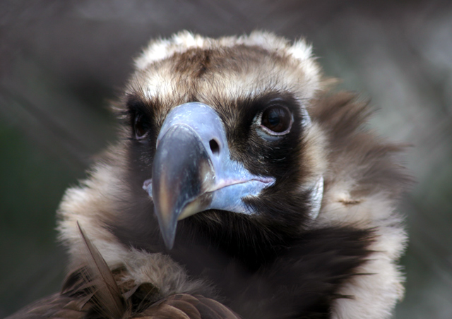 Condor.jpg