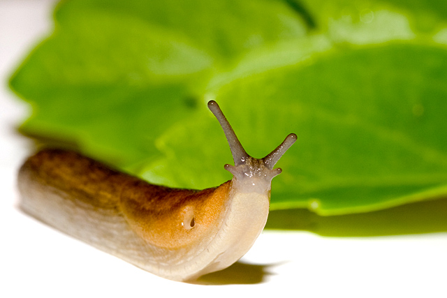 slug.jpg