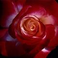 Double Delight Hybrid Tea Rose