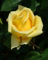 Helmut Schmidt, Yellow Hybrid Tea Rose