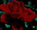 Oklahoma, a Red Red Rose