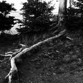 Root