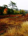 Wind Swept Pine and Heath