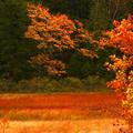 Swampgrass and Maple