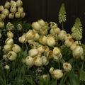 Buttery Tulips