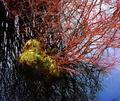 Mossy Island