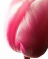Maroon Tulip