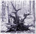 Un Rooted