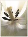 Ivory Stamens