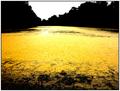 Gold Fever