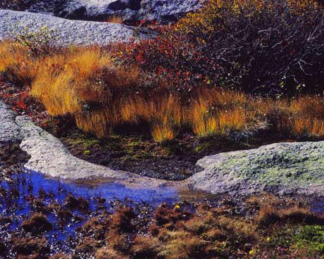 Grass and Heather on Cadillac Mountain