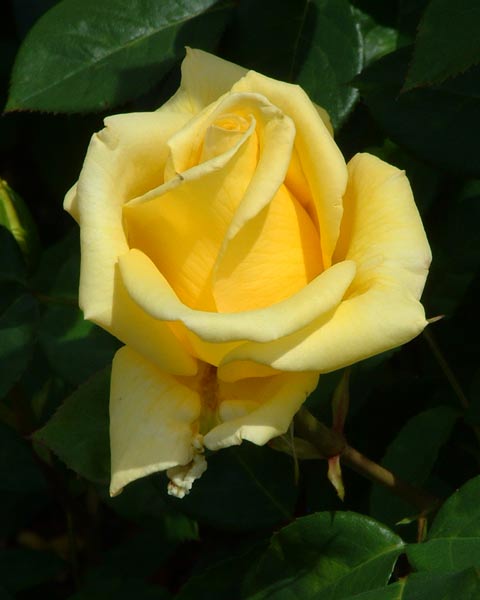 Helmut Schmidt, Yellow Hybrid Tea Rose