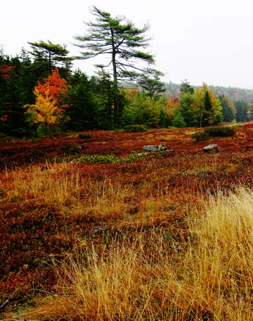 Wind Swept Pine and Heath