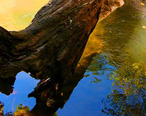 Old Log on Glowing Stream