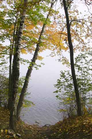 Fogged in Pond