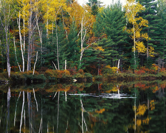 Reflecting on Birches