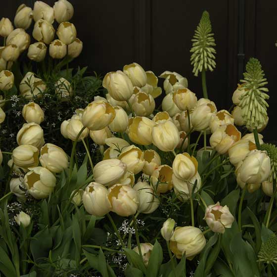 Buttery Tulips