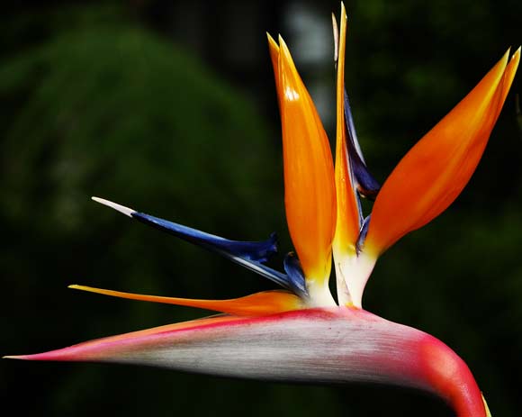 Bird of Paradise