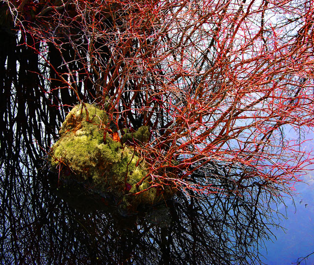 Mossy Island