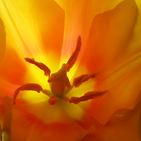 Blushing Lady Close Up