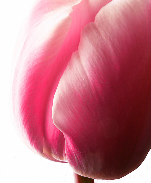Maroon Tulip