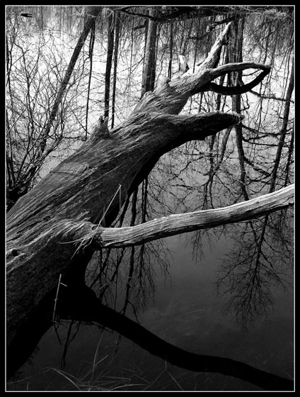Bog Log