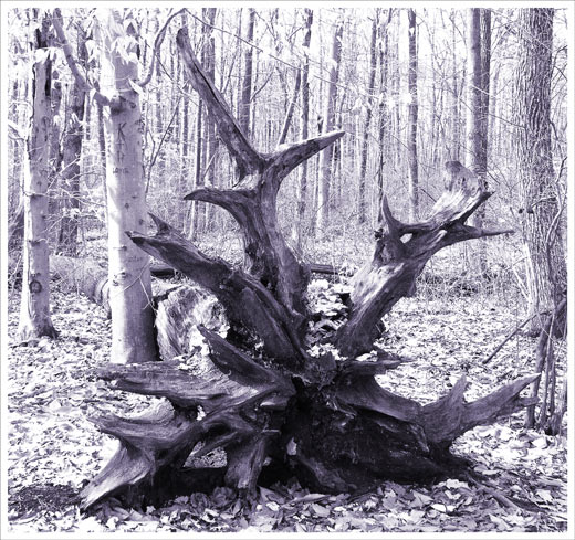 Un Rooted