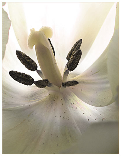 Ivory Stamens