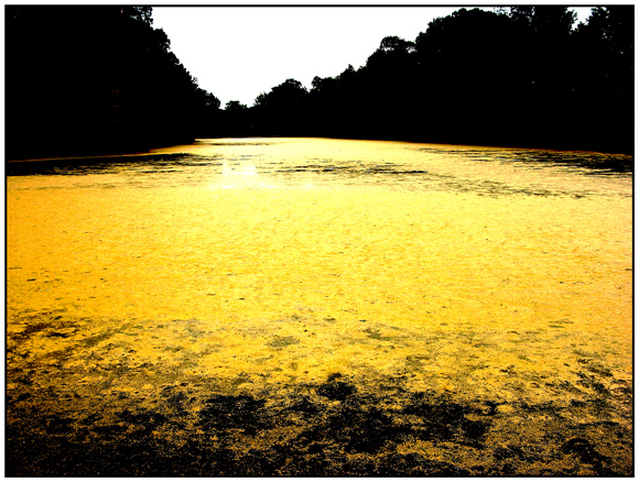 Gold Fever